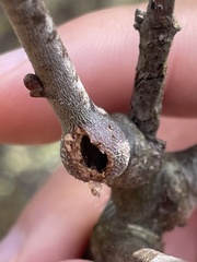 Zapatella quercusmedullae