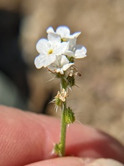 Cryptantha decipiens