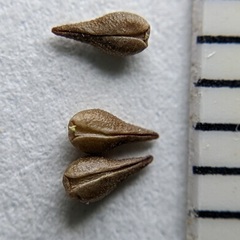 Cryptantha decipiens