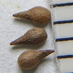 Cryptantha decipiens