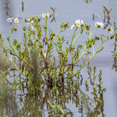 Plagiobothrys figuratus