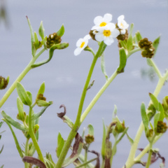 Plagiobothrys figuratus