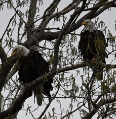 Haliaeetus leucocephalus