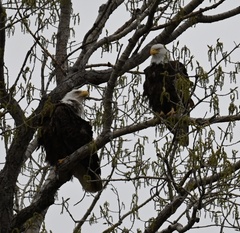 Haliaeetus leucocephalus