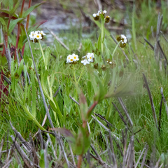 Plagiobothrys figuratus