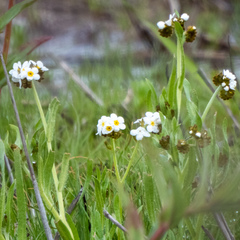 Plagiobothrys figuratus