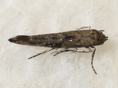 Epermenia albapunctella