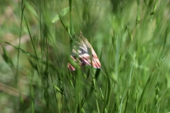Pyrausta semirubralis