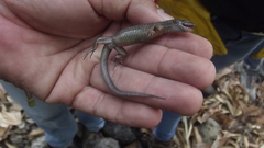 Lepidophyma gaigeae