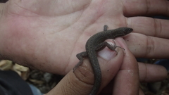 Lepidophyma gaigeae