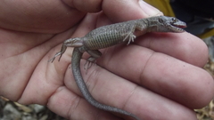 Lepidophyma gaigeae
