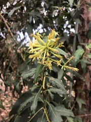 Cestrum parqui
