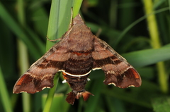 Amphion floridensis