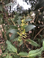 Cestrum parqui