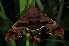 Amphion floridensis