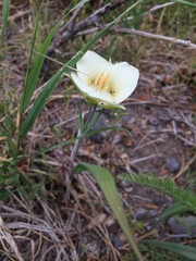 Calochortus subalpinus