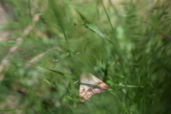 Pyrausta semirubralis