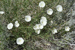 Calystegia longipes