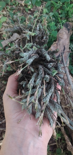 Tillandsia tricholepis, photograph 2