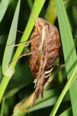 Amphion floridensis