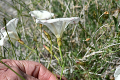 Calystegia longipes