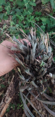 Tillandsia tricholepis, photograph 3