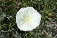 Calystegia longipes