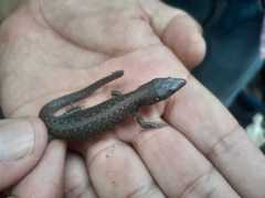 Lepidophyma gaigeae