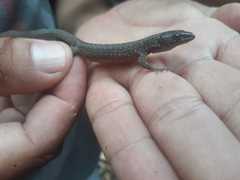 Lepidophyma gaigeae