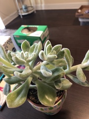 Echeveria pulvinata