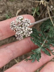 Lomatium orientale
