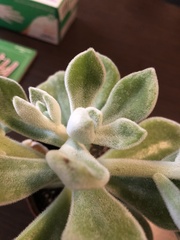 Echeveria pulvinata