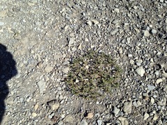 Physaria pulvinata