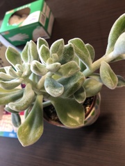 Echeveria pulvinata