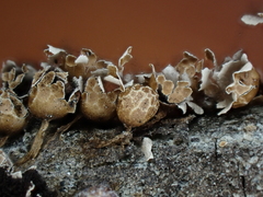 Polyschismium peyerimhoffii