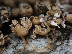 Polyschismium peyerimhoffii
