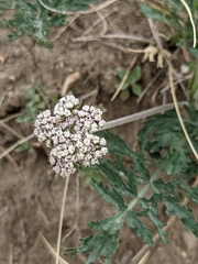 Lomatium orientale