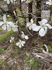 Magnolia kobus