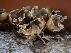 Polyschismium peyerimhoffii