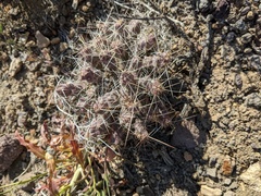 Micropuntia pulchella