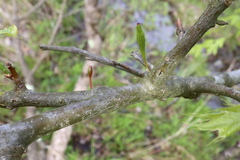 Callirhytis gallaestriatae