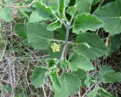 Physalis mollis