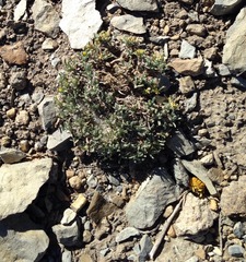 Physaria pulvinata
