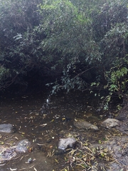 Cephalanthus glabratus