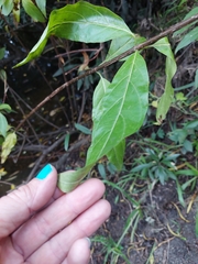 Cephalanthus glabratus