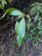Cephalanthus glabratus