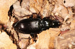 Pterostichus mutus