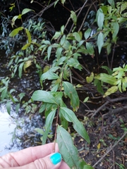 Cephalanthus glabratus