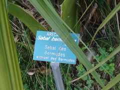 Sabal bermudana