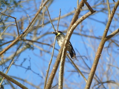 Melanerpes formicivorus angustifrons